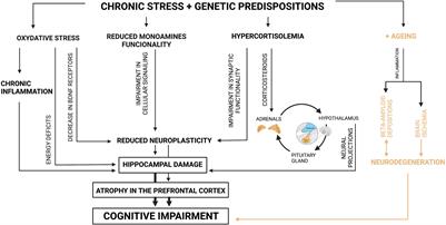 Mechanisms of Cognitive Impairment in Depression. May Probiotics Help?